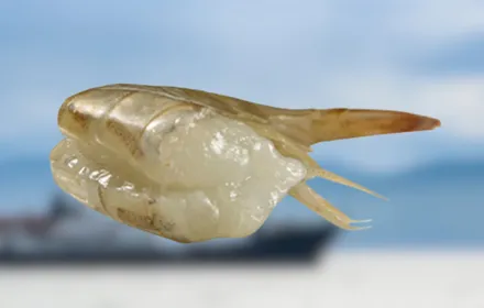 Camarón crudo EZ Peel