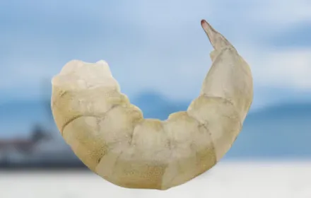 Camarón Crudo PUD sin cola Campeec